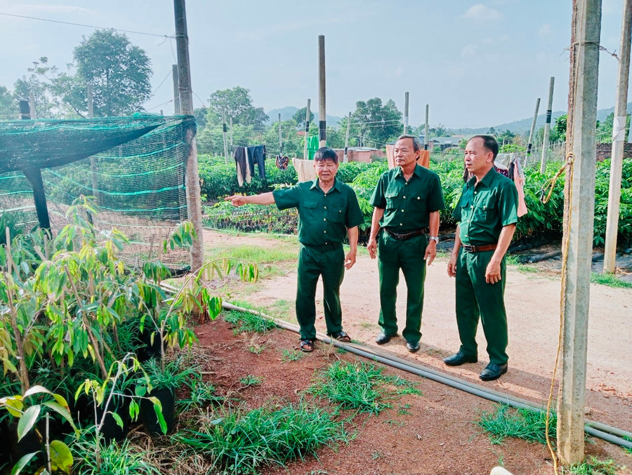 Ông Hoàng Văn Tứ (bìa trái) đưa hội viên cựu chiến binh tham quan vườn ươm cây giống của gia đình. Ảnh: N.H Ông Hoàng Văn Tứ (bìa trái) đưa hội viên cựu chiến binh tham quan vườn ươm cây giống của gia đình. Ảnh: N.H