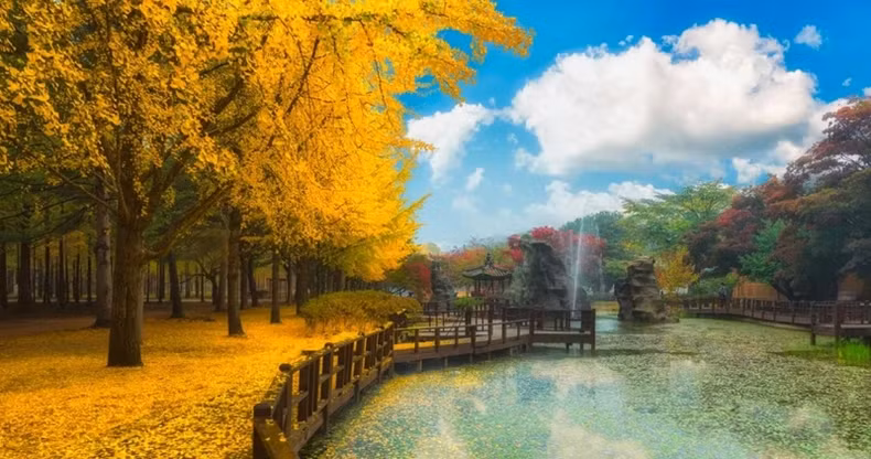 Đảo Nami là một những địa điểm đầu tiên chuyển mùa sang thu ở Hàn Quốc. (Ảnh: The Travel)