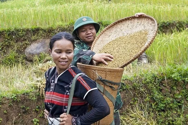 Bộ đội Biên phòng Đồn biên phòng A Xan giúp nhân dân huyện biên giới miền núi Tây Giang, tỉnh Quảng Nam thu hoạch lúa. (Ảnh: Anh Tuấn/TTXVN)