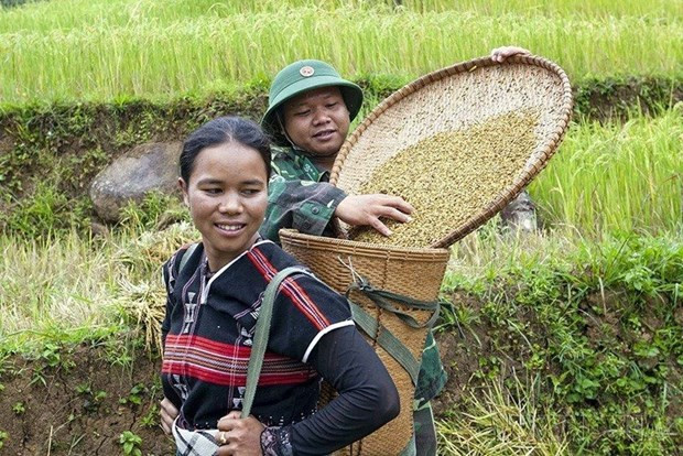 Bộ đội Biên phòng Đồn biên phòng A Xan giúp nhân dân huyện biên giới miền núi Tây Giang, tỉnh Quảng Nam thu hoạch lúa. (Ảnh: Anh Tuấn/TTXVN) Bộ đội Biên phòng Đồn biên phòng A Xan giúp nhân dân huyện biên giới miền núi Tây Giang, tỉnh Quảng Nam thu hoạch lúa. (Ảnh: Anh Tuấn/TTXVN)