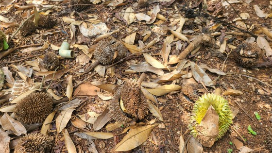 Quả non rụng nằm la liệt Quả non rụng nằm la liệt