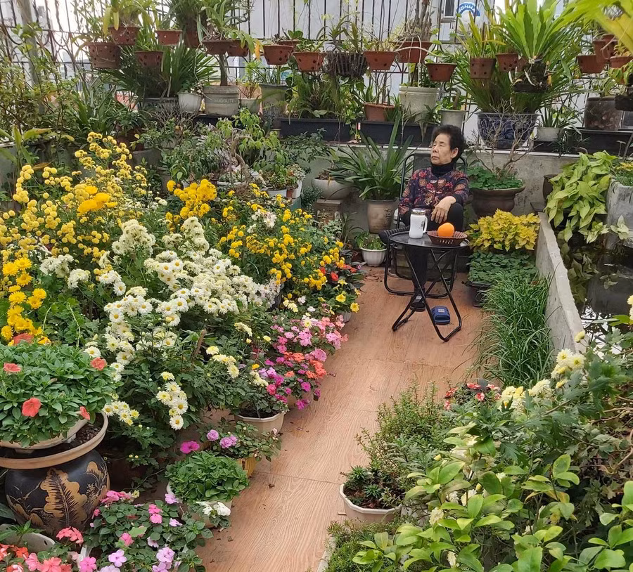 Khu vườn hoa trên sân thượng của chị Ngọc. Ảnh: NVCC