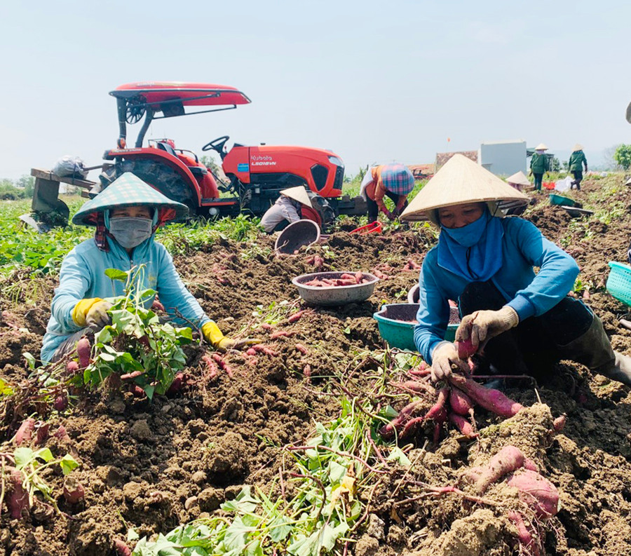 Các khâu trồng, chăm sóc, thu hoạch khoai lang đều được cơ giới hóa giúp người nông dân tiết kiệm sức lao động. Ảnh: Vũ Chi