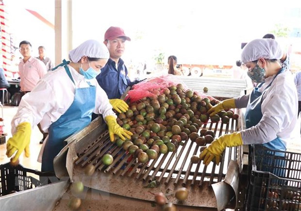 Dây chuyền sản xuất chanh dây tại Công ty Cổ phần Thực phẩm xuất khẩu Đồng Giao. (Ảnh: Hồng Điệp/TTXVN) Dây chuyền sản xuất chanh dây tại Công ty Cổ phần Thực phẩm xuất khẩu Đồng Giao. (Ảnh: Hồng Điệp/TTXVN)