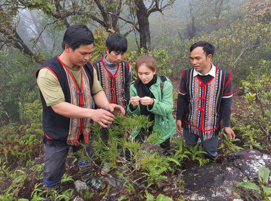 Thông 5 lá phát triển mạnh tại vùng núi Ngọc Ruông. Ảnh: T.T