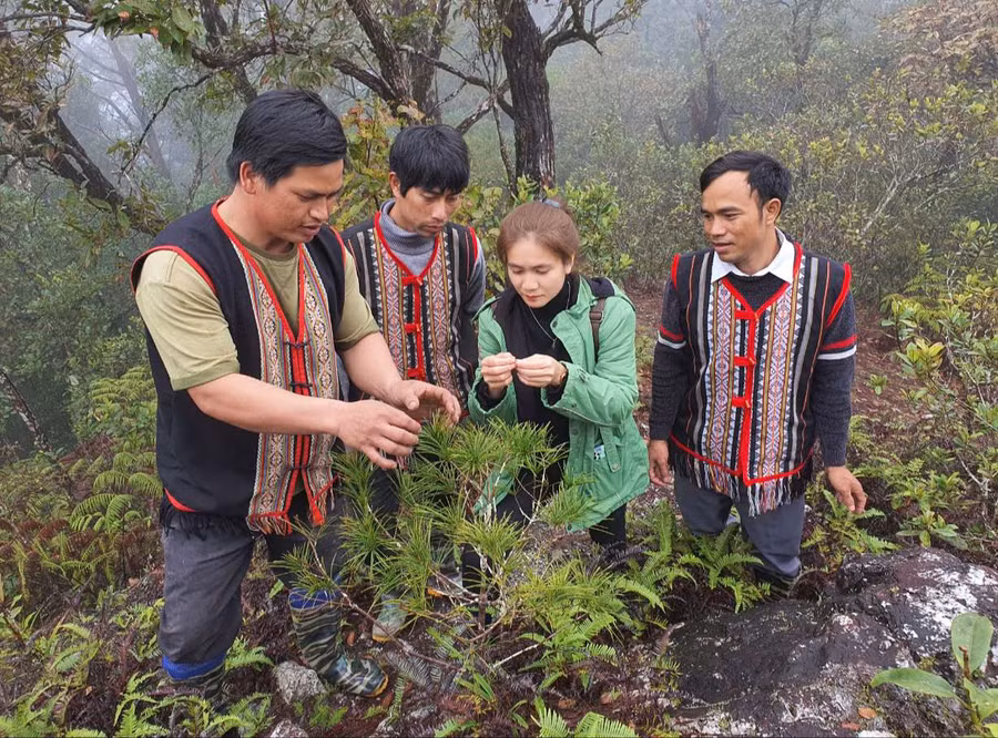 Thông 5 lá phát triển mạnh tại vùng núi Ngọc Ruông. Ảnh: T.T