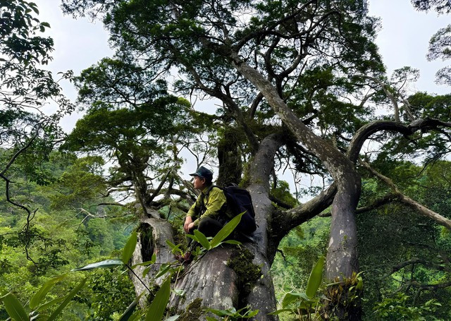 Quần thể Bách xanh đá ở VQG Phong Nha – Kẻ Bàng được xác định có trên 500 năm tuổi, luôn được bảo vệ nghiêm ngặt. Quần thể Bách xanh đá ở VQG Phong Nha – Kẻ Bàng được xác định có trên 500 năm tuổi, luôn được bảo vệ nghiêm ngặt.