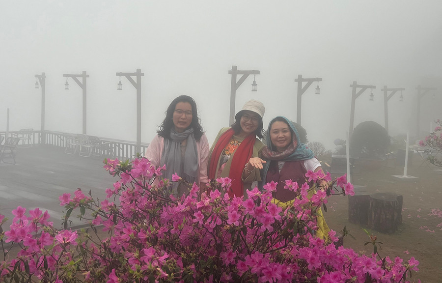 Tác giả (bìa trái) và bạn bè bên một khóm đỗ quyên trong sương mù Tam Đảo. Ảnh: T.N.Đ