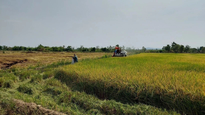 Mô hình “Trình diễn lúa nước” của Đồn Biên phòng Ia Mơ (Bộ đội Biên phòng tỉnh Gia Lai) cho năng suất cao, giúp hàng trăm hộ dân tộc thiểu số tại làng Klăh, xã Ia Mơ, huyện Chư Prông thoát nghèo. (Ảnh: Hồng Điệp/TTXVN) Mô hình “Trình diễn lúa nước” của Đồn Biên phòng Ia Mơ (Bộ đội Biên phòng tỉnh Gia Lai) cho năng suất cao, giúp hàng trăm hộ dân tộc thiểu số tại làng Klăh, xã Ia Mơ, huyện Chư Prông thoát nghèo. (Ảnh: Hồng Điệp/TTXVN)