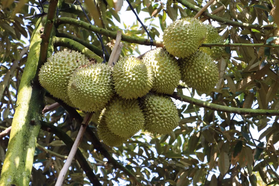 Sầu riêng tới kỳ thu hoạch trong vườn của gia đình ông Trần Văn Sống tại xã Ngũ Hiệp (Cai Lậy, Tiền Giang). (Ảnh: Minh Trí/TTXVN)