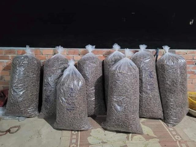 Xác ve sầu được nhiều thương lái thu mua với giá cao sau đó bán lại cho thương lái Trung Quốc. Ảnh: TRANG ANH Xác ve sầu được nhiều thương lái thu mua với giá cao sau đó bán lại cho thương lái Trung Quốc. Ảnh: TRANG ANH