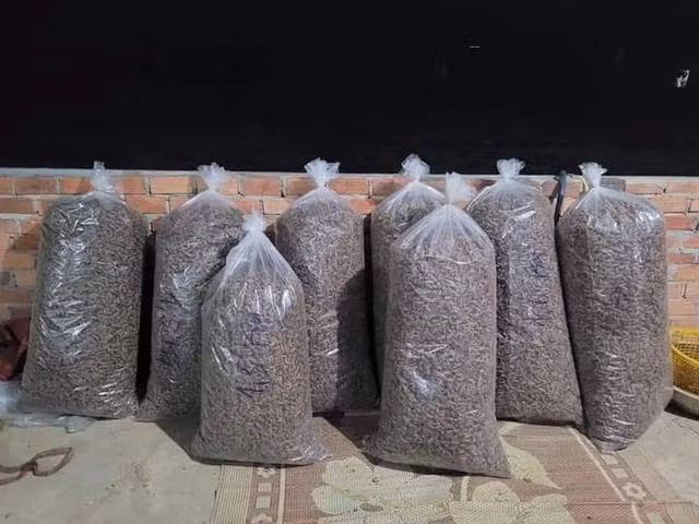 Xác ve sầu được nhiều thương lái thu mua với giá cao sau đó bán lại cho thương lái Trung Quốc. Ảnh: TRANG ANH