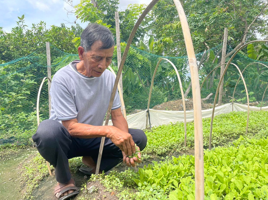 Từ kinh nghiệm học được ở trại giam, khi mãn hạn tù ông đã triển khai trồng la ghim để tăng thu nhập cho gia đình. Ảnh: Vũ Chi