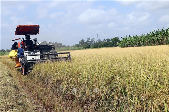 Máy gặt đập liên hợp thu hoạch lúa trên cánh đồng lúa ST24 tại thị xã Ngã Năm, tỉnh Sóc Trăng. Ảnh Tuấn Phi/TTXVN Máy gặt đập liên hợp thu hoạch lúa trên cánh đồng lúa ST24 tại thị xã Ngã Năm, tỉnh Sóc Trăng. Ảnh Tuấn Phi/TTXVN