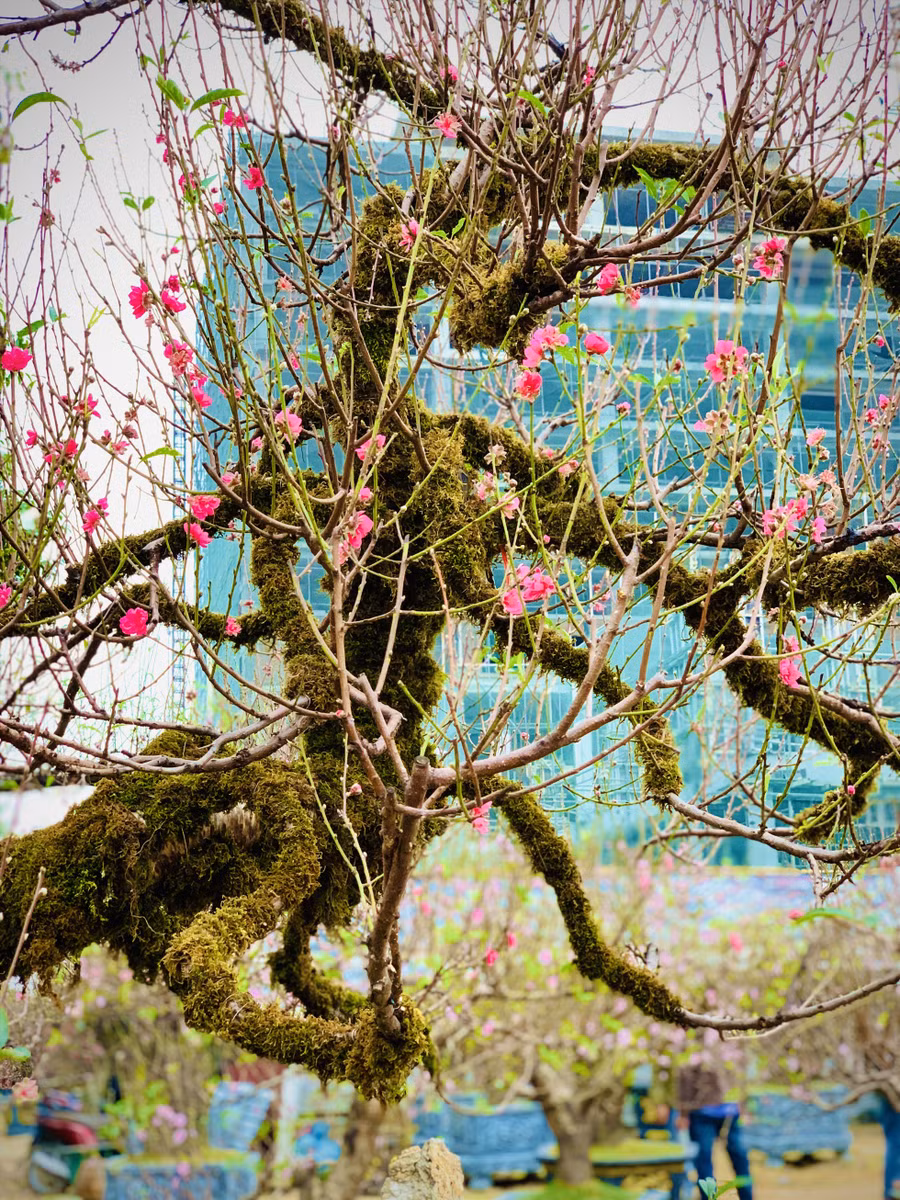 Cận cảnh cây đào Nhật Tân cổ thụ thế rồng bay, ẩn mình trong rêu phong đang khoe sắc trên đại lộ Lê-Nin (phường Hà Huy Tập, thành phố Vinh, tỉnh Nghệ An). Ảnh: Quỳnh Trang