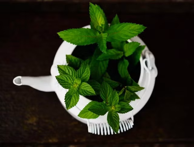 Trong bạc hà có tinh dầu, được cho là giúp giảm bớt các triệu chứng hội chứng ruột kích thích. Ảnh: Pexels Trong bạc hà có tinh dầu, được cho là giúp giảm bớt các triệu chứng hội chứng ruột kích thích. Ảnh: Pexels