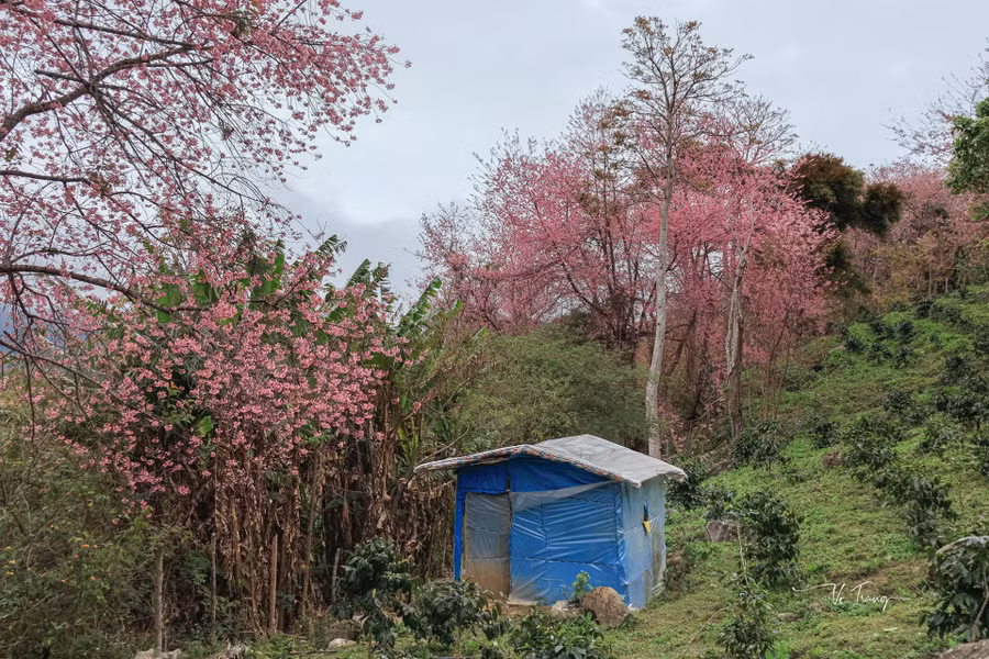 Những gốc mai anh đào bung nở bên căn chòi đựng dụng cụ làm vườn của người dân