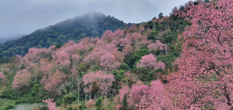 Một vạt rừng mai anh đào Langbiang bung nở rực rỡ. Ảnh chụp mùa hoa nở năm 2022.