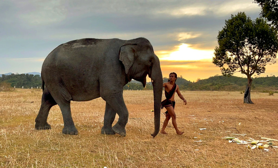 Lên Tây Nguyên mùa này, du khách sẽ có trải nghiệm với các cánh rừng khộp khô khốc, ngắm những chú voi đầy uy dũng. Ảnh: PN. Lên Tây Nguyên mùa này, du khách sẽ có trải nghiệm với các cánh rừng khộp khô khốc, ngắm những chú voi đầy uy dũng. Ảnh: PN.