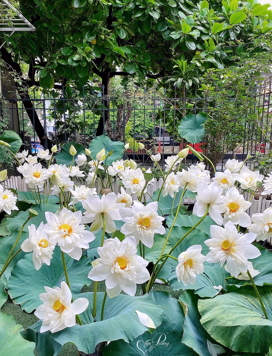 Khu vườn xanh mướt khiến nhiều người mê thích. Ảnh: NVCC