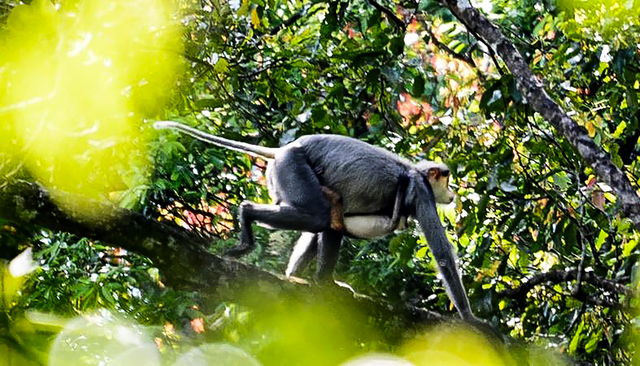 Mẹ con voọc chà vá chân xám được kiểm lâm Quảng Ngãi phát hiện trong rừng phòng hộ H.Ba Tơ. Ảnh: Phạm Anh Mẹ con voọc chà vá chân xám được kiểm lâm Quảng Ngãi phát hiện trong rừng phòng hộ H.Ba Tơ. Ảnh: Phạm Anh