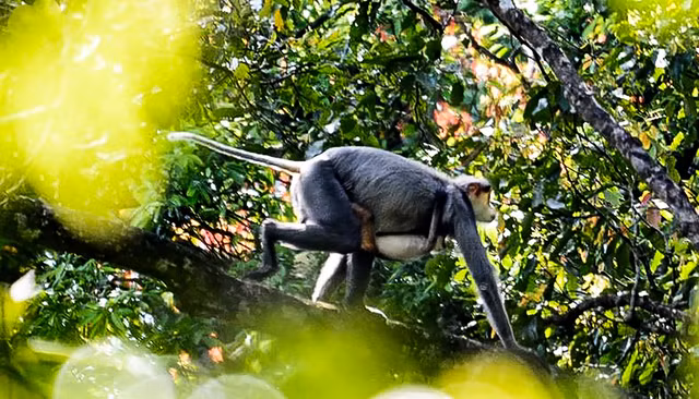 Mẹ con voọc chà vá chân xám được kiểm lâm Quảng Ngãi phát hiện trong rừng phòng hộ H.Ba Tơ. Ảnh: Phạm Anh