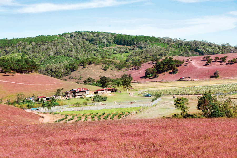 Khi đã no nê lang thang khắp vùng thảo nguyên, thưởng thức phong cảnh và không khí trong lành, những vị khách quay trở lại thu lều, ăn sáng, dọn dẹp vệ sinh, trả lại mặt bằng tự nhiên của phần cỏ được tạm xúc lên làm bếp dã chiến đêm qua... Trên đường trở về, du khách còn bị níu giữ bởi nét đẹp trinh nguyên của làng quê mộc mạc giữa vùng thảo nguyên Khi đã no nê lang thang khắp vùng thảo nguyên, thưởng thức phong cảnh và không khí trong lành, những vị khách quay trở lại thu lều, ăn sáng, dọn dẹp vệ sinh, trả lại mặt bằng tự nhiên của phần cỏ được tạm xúc lên làm bếp dã chiến đêm qua... Trên đường trở về, du khách còn bị níu giữ bởi nét đẹp trinh nguyên của làng quê mộc mạc giữa vùng thảo nguyên