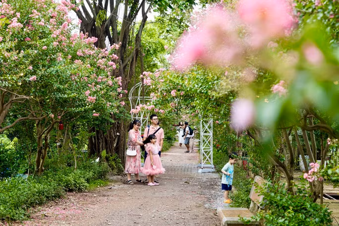 Giới trẻ thích thú khoe sắc bên hoa tường vi nở rộ ảnh 9