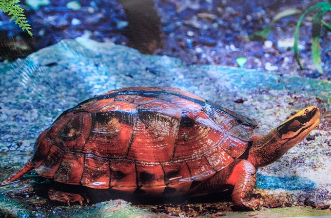 Việc đồn thổi thịt rùa ba vạch có thể chữa bệnh nan y khiến loài thú này có nguy cơ tuyệt chủng Việc đồn thổi thịt rùa ba vạch có thể chữa bệnh nan y khiến loài thú này có nguy cơ tuyệt chủng