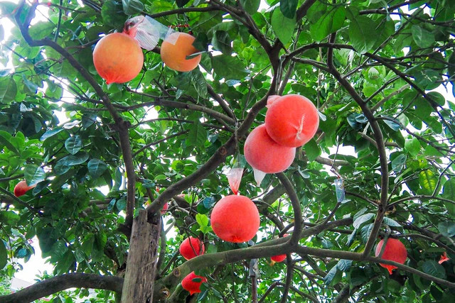 Theo đó, giống bưởi đỏ quý hiếm này còn gọi là bưởi gấc, bưởi tiến vua. Những năm gần đây, bưởi đỏ rất được người tiêu dùng săn đón để biếu, tặng và trưng trên mâm ngũ quả ngày Tết