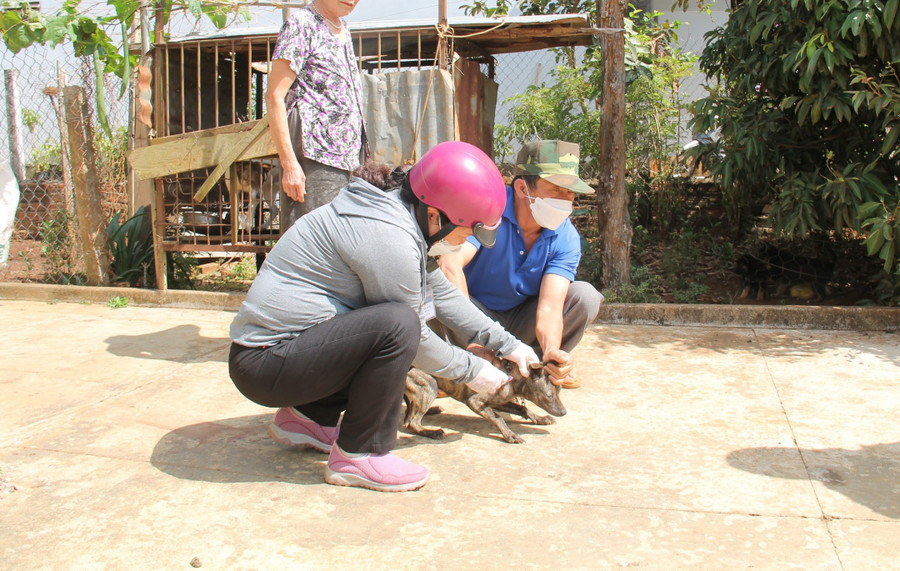 Tiêm phòng dại cho đàn chó nuôi tại huyện Cư Kuin. Ảnh minh họa.