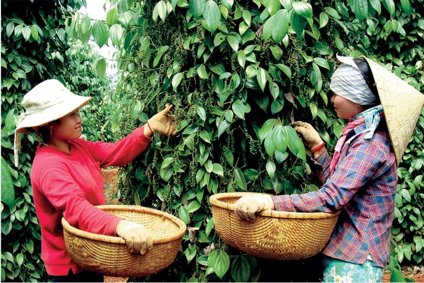 Giá hồ tiêu ở Gia Lai tăng 4 triệu đồng/tấn. Ảnh: Đức Thụy