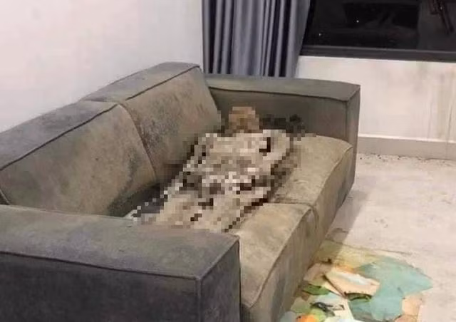 Thi thể cô gái được phát hiện đã khô trên sofa. Ảnh: CTV