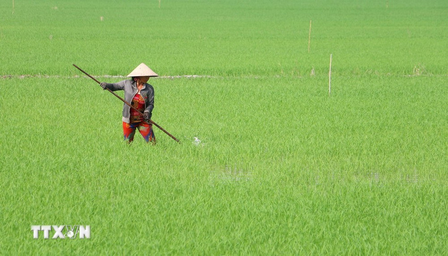 Chăm sóc ruộng lúa. (Nguồn: TTXVN) Chăm sóc ruộng lúa. (Nguồn: TTXVN)