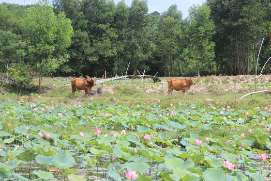 Theo người dân địa phương, thời điểm sen đẹp nhất là vào lúc sáng sớm khi mặt trời vừa mới lên. Lúc này, ánh nắng sớm sẽ xuyên những bông sen nở rộ khiến cho những cánh đồng sen càng trở nên lung linh hơn Theo người dân địa phương, thời điểm sen đẹp nhất là vào lúc sáng sớm khi mặt trời vừa mới lên. Lúc này, ánh nắng sớm sẽ xuyên những bông sen nở rộ khiến cho những cánh đồng sen càng trở nên lung linh hơn