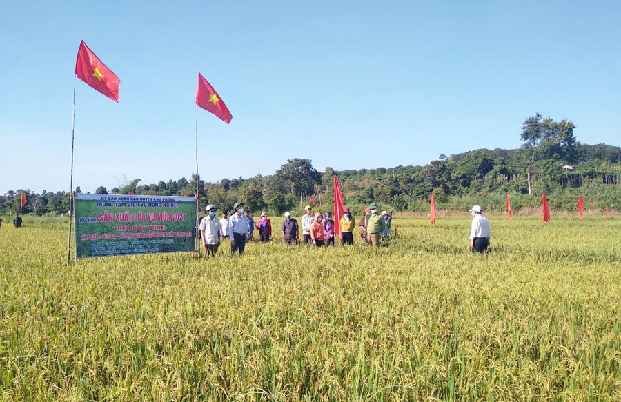 Nhờ tham gia mô hình sản xuất lúa vụ mùa, người dân xã Ia Vê đã biết áp dụng tiến bộ kỹ thuật vào sản xuất, vươn lên thoát nghèo. Ảnh: N.H Nhờ tham gia mô hình sản xuất lúa vụ mùa, người dân xã Ia Vê đã biết áp dụng tiến bộ kỹ thuật vào sản xuất, vươn lên thoát nghèo. Ảnh: N.H