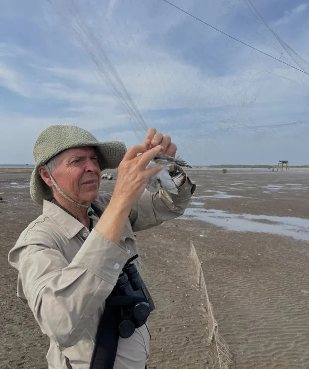 TS Callyn York gỡ chim mắt lưới tại một bãi biển ở VN. Ảnh: Hồ Phú Quý