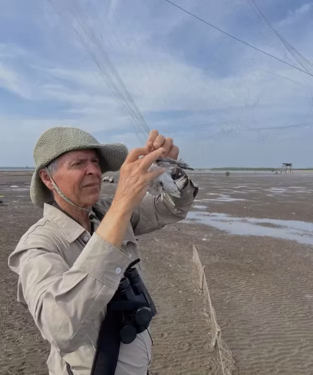 TS Callyn York gỡ chim mắt lưới tại một bãi biển ở VN. Ảnh: Hồ Phú Quý