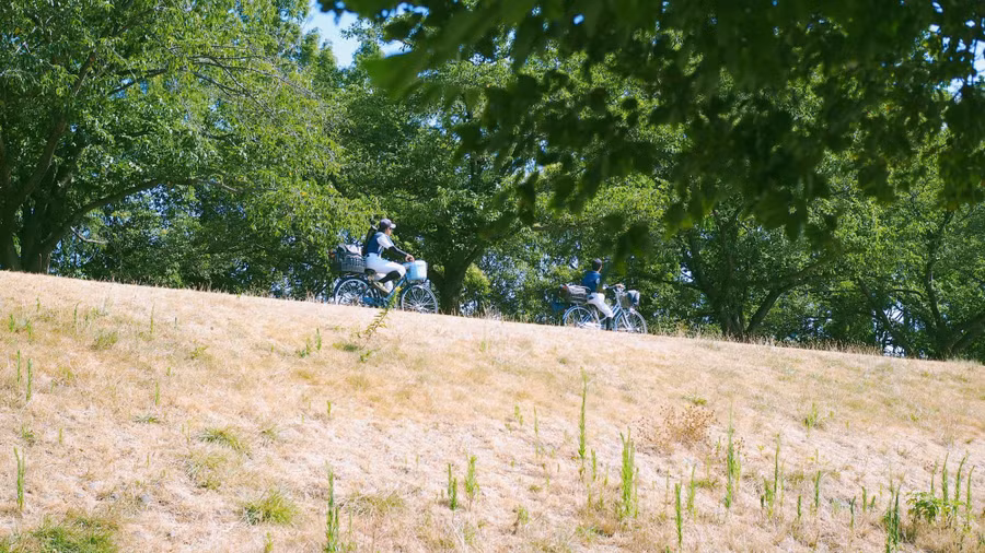 Mùa hè Nhật Bản trong trẻo như phim qua ống kính của nhà văn Việt - Ảnh 7. Mùa hè tìm về những ngày xanh, cảm nhận hơi thở núi rừng, mùi thơm cỏ cây. Ảnh: NVCC