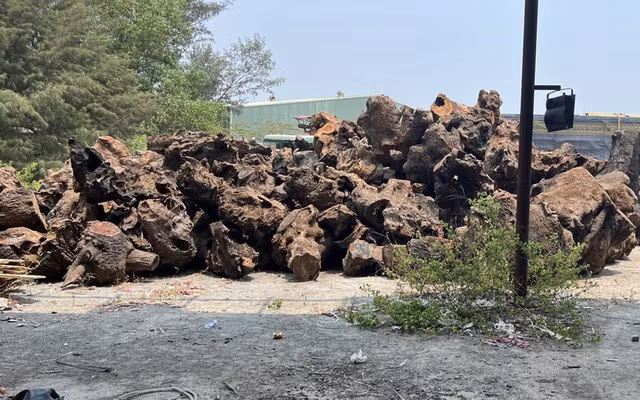 Hơn 240 m3 gỗ xá xị, trị giá hơn 3 tỉ đồng. Ảnh: Công an Quảng Nam