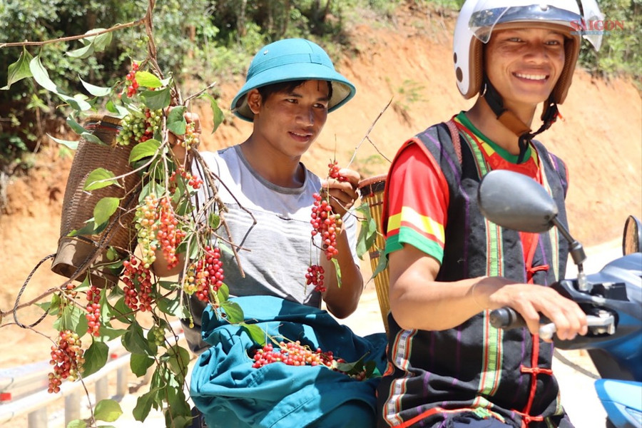 Niềm vui sau 1 ngày thu hái ngũ vị tử