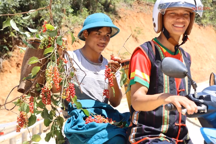 Niềm vui sau 1 ngày thu hái ngũ vị tử