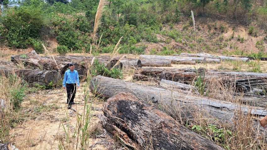 Bãi gỗ tại tiểu khu 278.