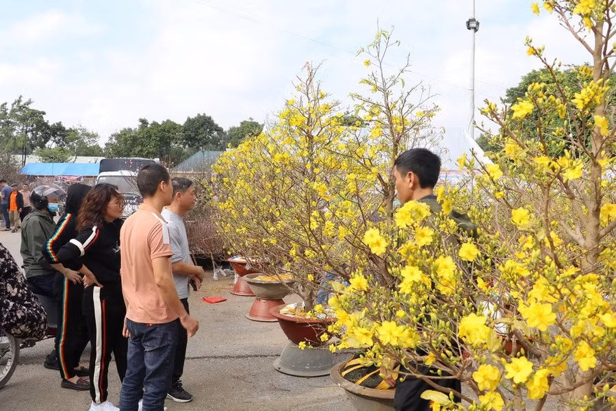 Người dân đi Mai vàng. (Ảnh: Đức Phương/TTXVN)