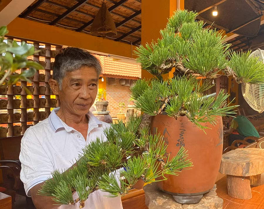 Xu hướng chơi bonsai cây lá kim được nhiều người ưa chuộng bởi có thể tạo ra những dáng, thế độc đáo. Ảnh: S.C