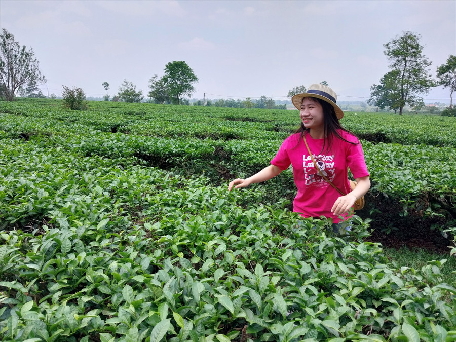 Nhiều diện tích đất do Công ty Cổ phần Chè Biển Hồ quản lý sẽ bị thu hồi để làm dự án quan trọng. Ảnh Thanh Tuấn