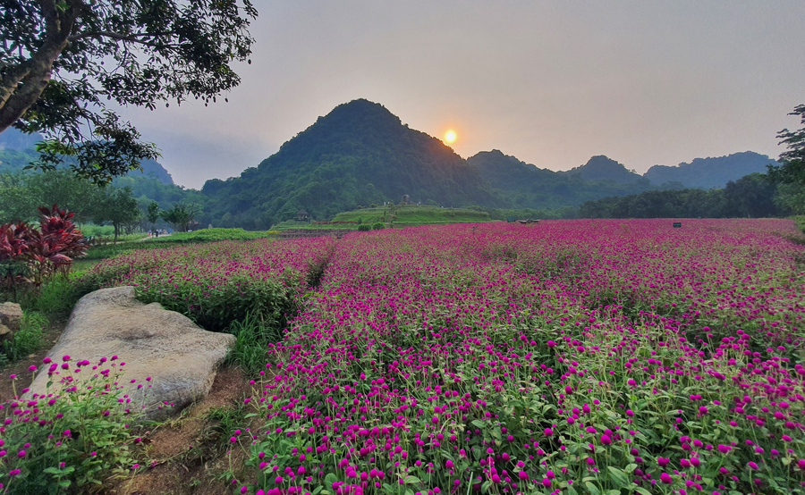 Cánh đồng hoa ở Thung Nham kết hợp với các mỏm núi đá vôi tạo thành một khung hình tuyệt đẹp. Ảnh: Khang Ka Cánh đồng hoa ở Thung Nham kết hợp với các mỏm núi đá vôi tạo thành một khung hình tuyệt đẹp. Ảnh: Khang Ka