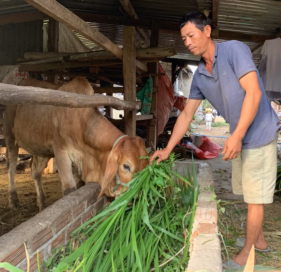 Nhiều người chấp hành xong án phạt tù ở xã Hà Tam được hỗ trợ vay vốn để phát triển kinh tế, ổn định cuộc sống. Ảnh: R.H