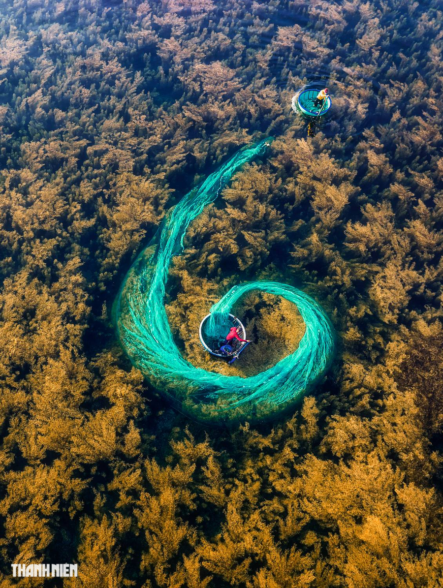 Hay tác phẩm Vây lưới bắt mực của Nguyễn Tấn Tuấn chụp tại vùng biển Bình Châu, một trong những xã biển nổi tiếng nhất ở huyện Bình Sơn, Quảng Ngãi với hàng trăm tàu thuyền khai thác xa bờ. Ở gần bờ biển, ngoài đánh bắt cá, mực, ngư dân nơi đây còn khai thác rong vào khoảng tháng 5 - 7 hàng năm."Quá trình kéo lưới bắt mực được thực hiện cẩn thận để đảm bảo không ảnh hưởng tới hệ sinh thái rong. Đây là loại rong mơ, sinh sản và phát triển tự nhiên tại vùng biển này", anh Tuấn chia sẻ. Ảnh: NGUYỄN TẤN TUẤN Hay tác phẩm Vây lưới bắt mực của Nguyễn Tấn Tuấn chụp tại vùng biển Bình Châu, một trong những xã biển nổi tiếng nhất ở huyện Bình Sơn, Quảng Ngãi với hàng trăm tàu thuyền khai thác xa bờ. Ở gần bờ biển, ngoài đánh bắt cá, mực, ngư dân nơi đây còn khai thác rong vào khoảng tháng 5 - 7 hàng năm."Quá trình kéo lưới bắt mực được thực hiện cẩn thận để đảm bảo không ảnh hưởng tới hệ sinh thái rong. Đây là loại rong mơ, sinh sản và phát triển tự nhiên tại vùng biển này", anh Tuấn chia sẻ. Ảnh: NGUYỄN TẤN TUẤN