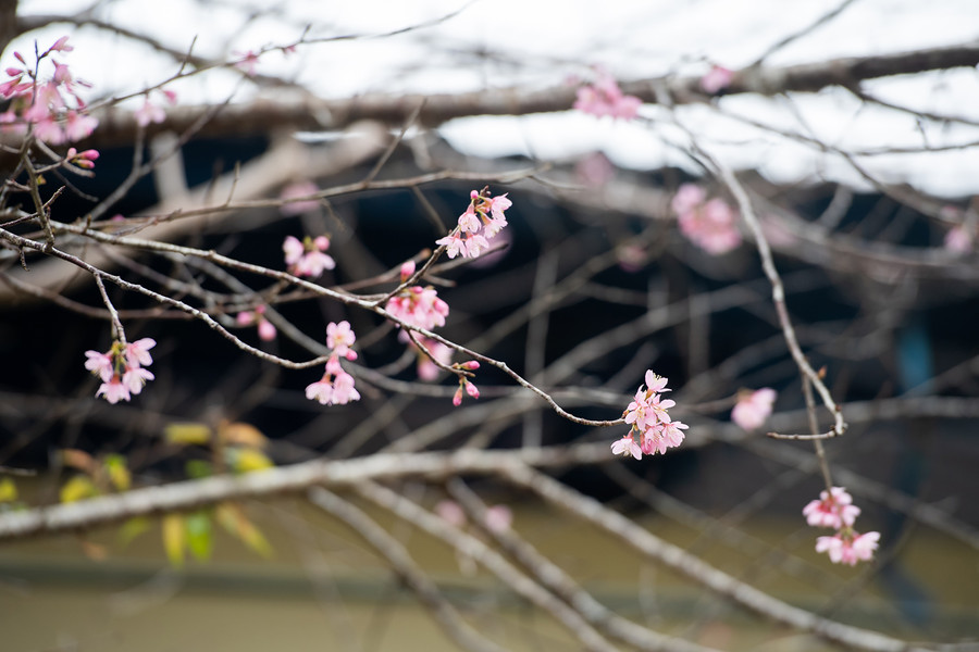 Hoa mai anh đào khoe sắc hồng trước mái hiên nhà. Hoa mai anh đào khoe sắc hồng trước mái hiên nhà.